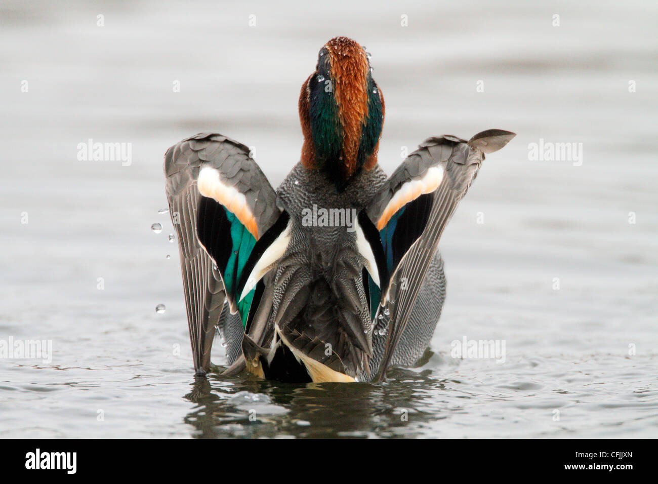 Teal male stretching wings in spring Stock Photo