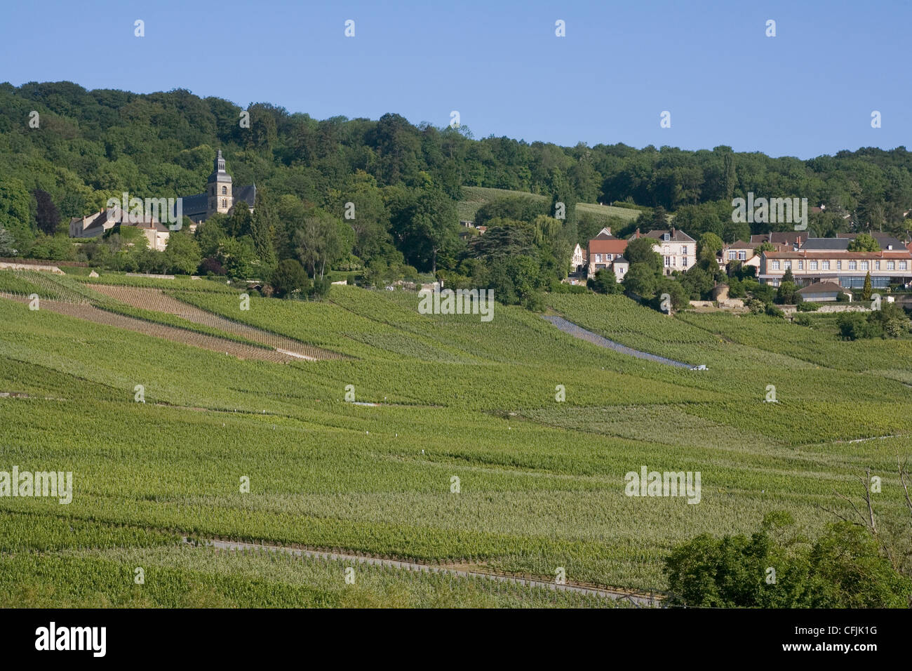 Champagne vineyards, Hautvillers, Marne valley, France, Europe Stock ...