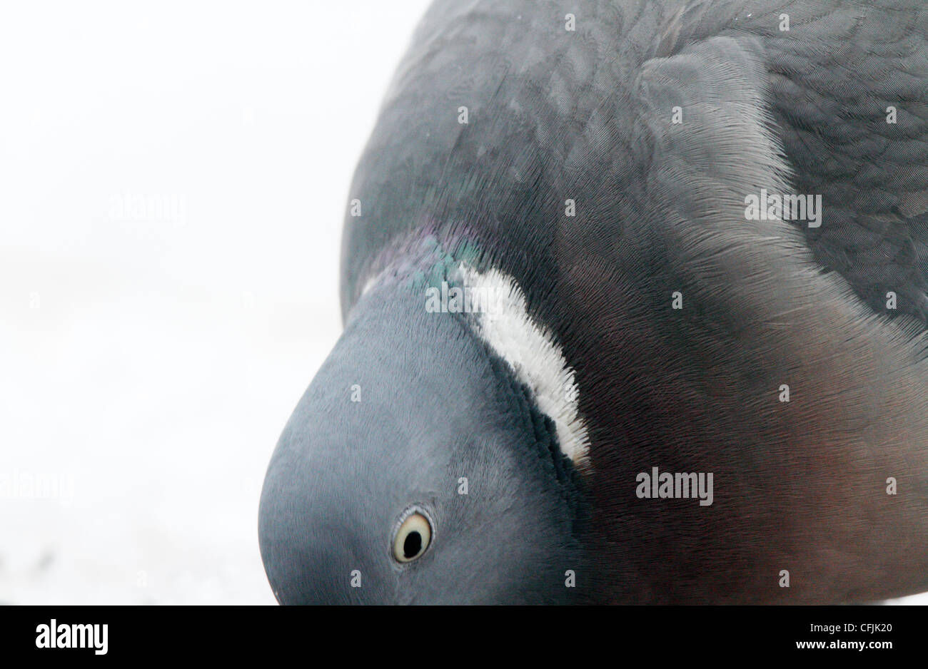 Wood pigeon, portrait, spring against snow, Sweden Stock Photo