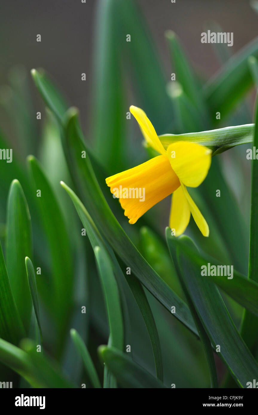 Daffodil leaves hires stock photography and images Alamy