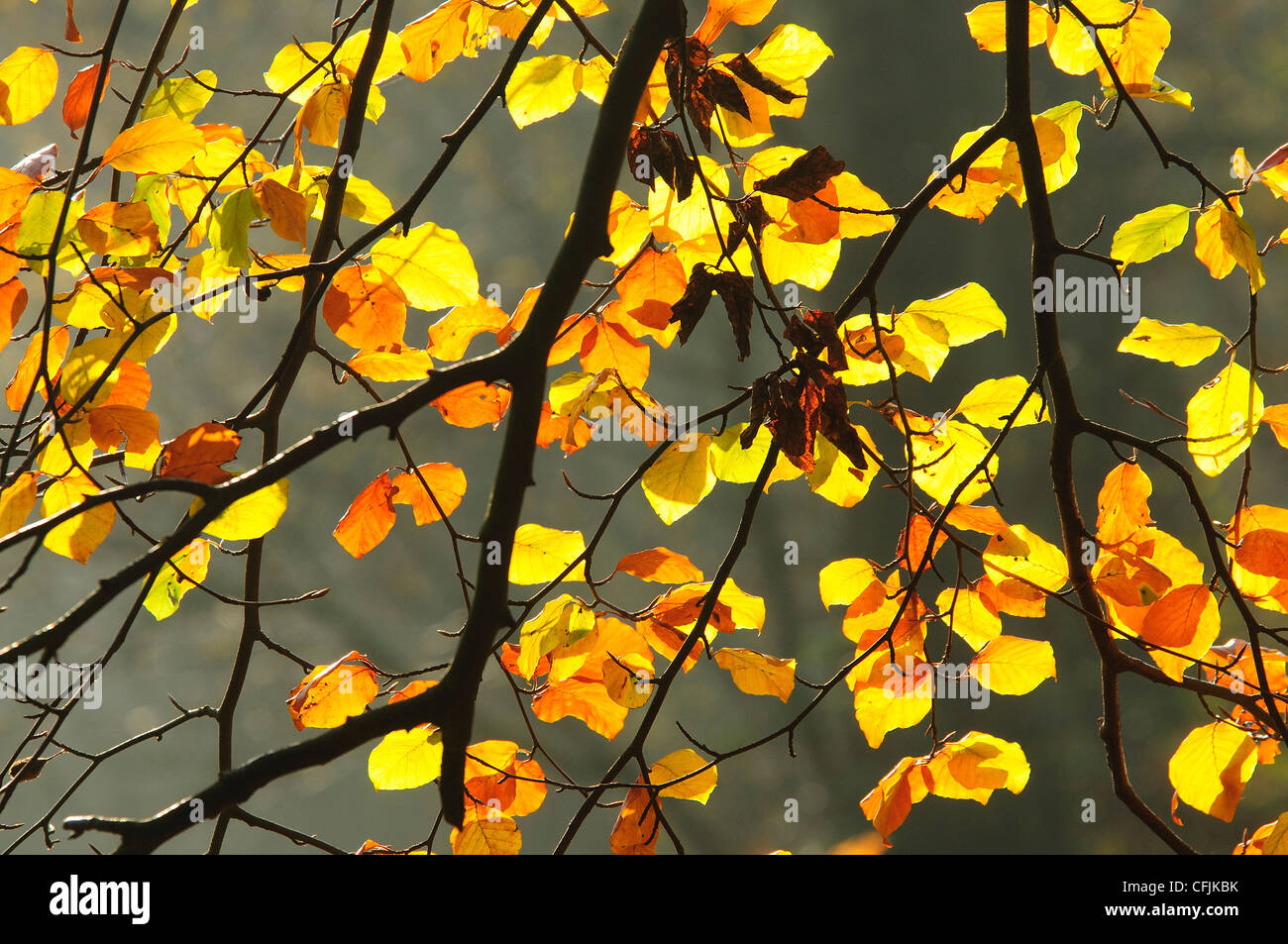 Golden and yellow beech leaves in the Autumn UK Stock Photo - Alamy