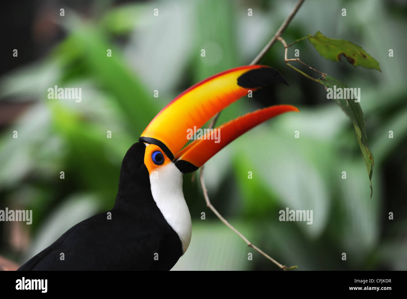 Toucan on tropical forest of Brazil Stock Photo
