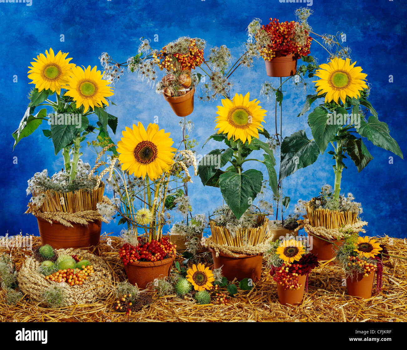 Still life, sunflowers in pots, blue hand painted background Stock