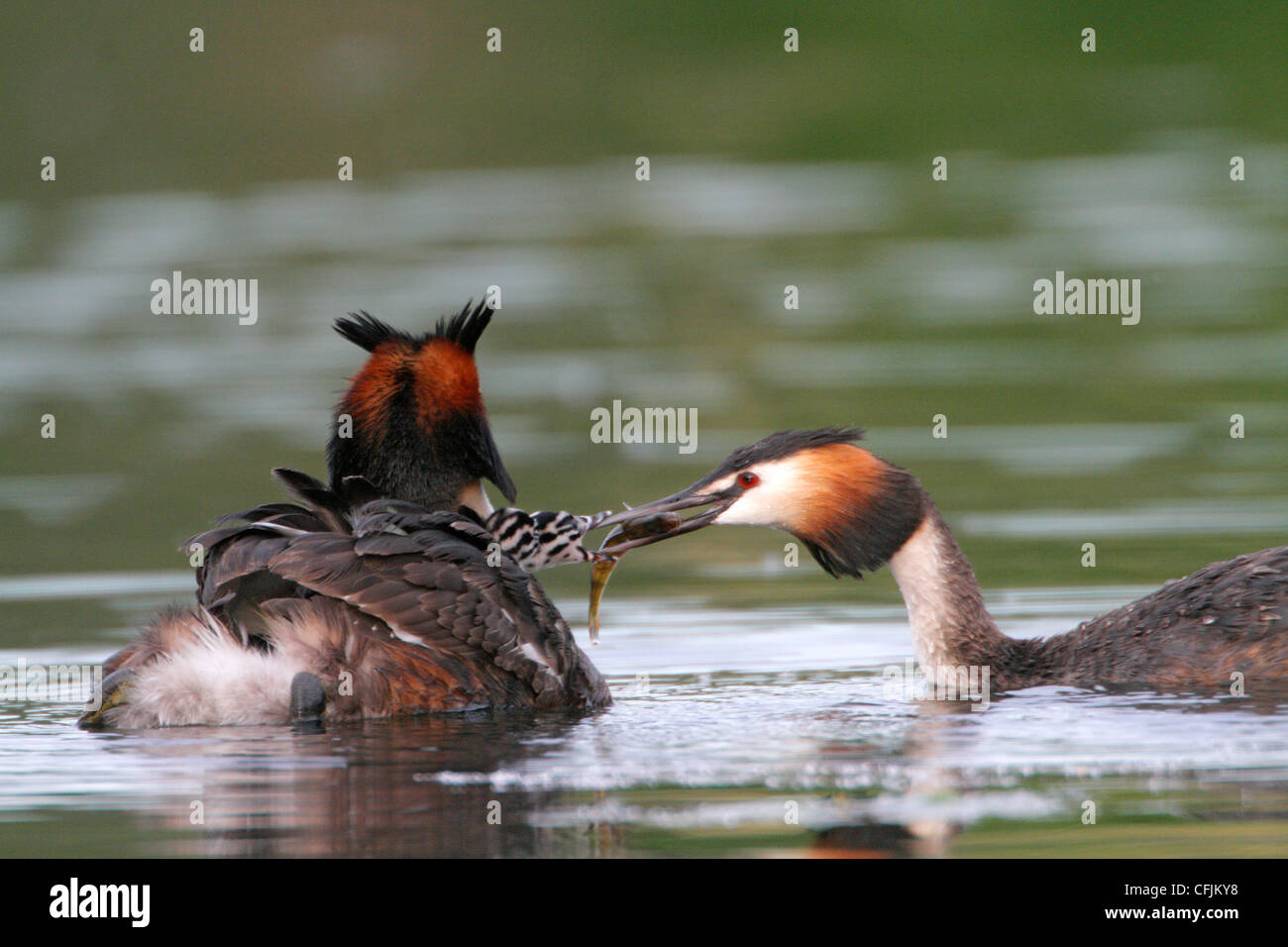 Great crested grebe feeding young, spring, Norway Stock Photo
