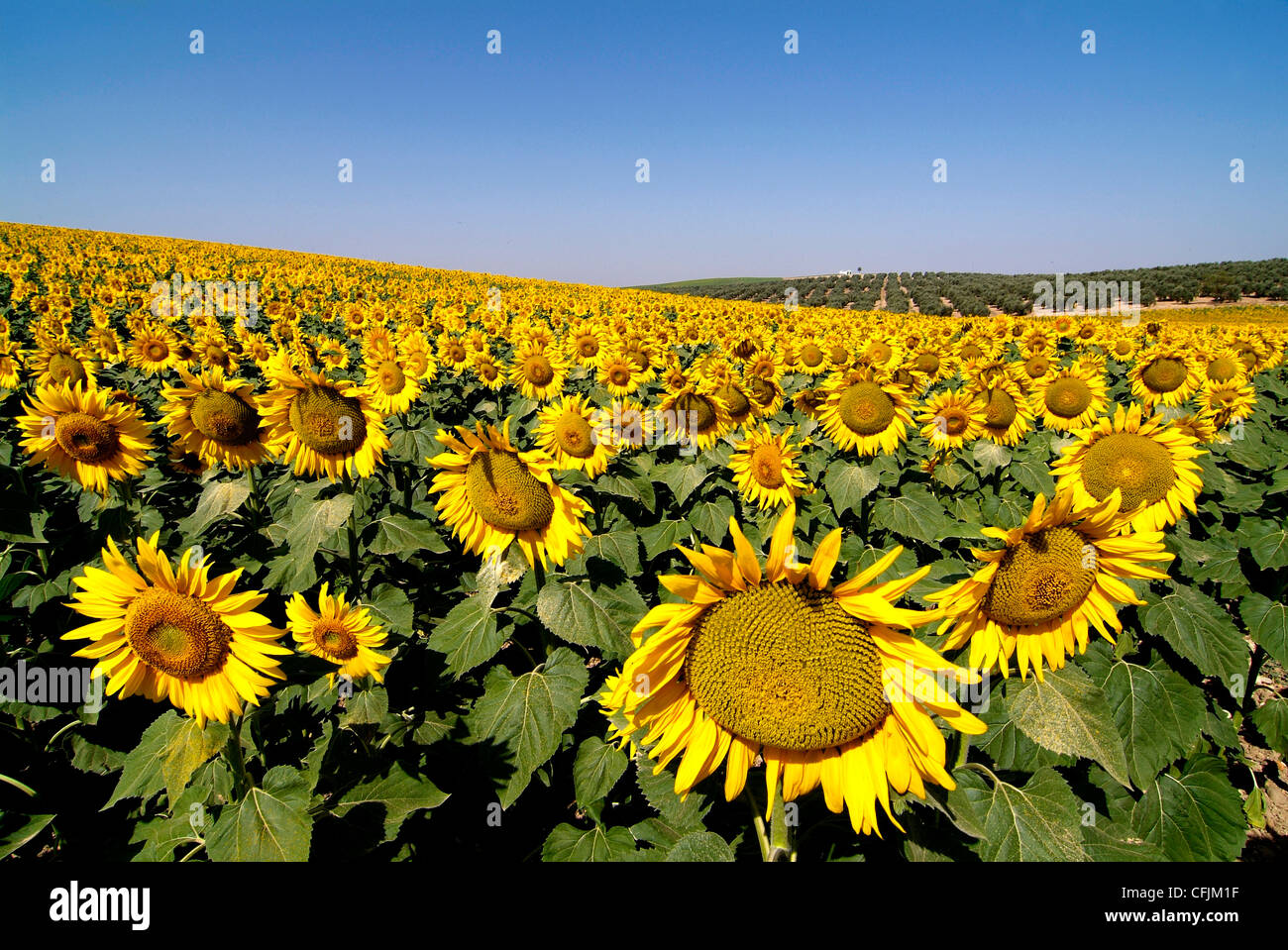 Sunflower field near Cordoba, Andalusia, Spain, Europe Stock Photo