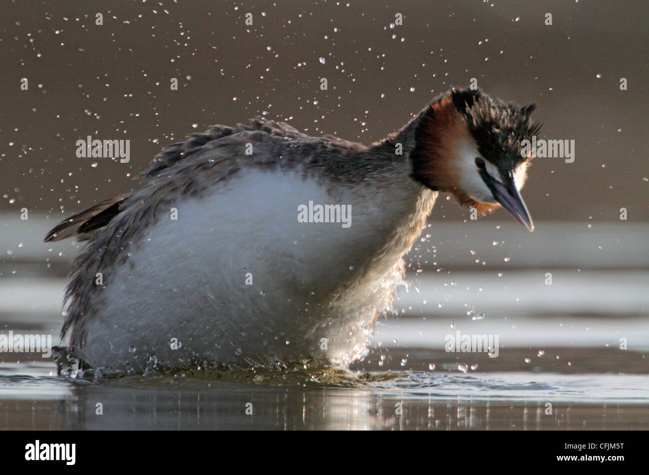 Great crested grebe, spring, Norway Stock Photo