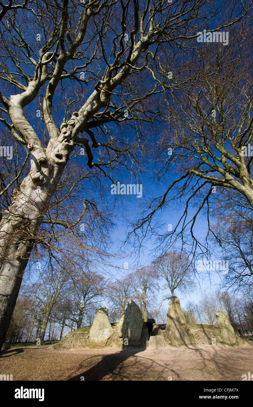 Wayland's Smithy, ancient neolithic chambered long barrow surrounded by beech trees Stock Photo