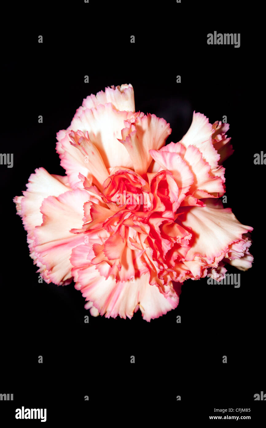 White and pink carnation on a black background Stock Photo - Alamy