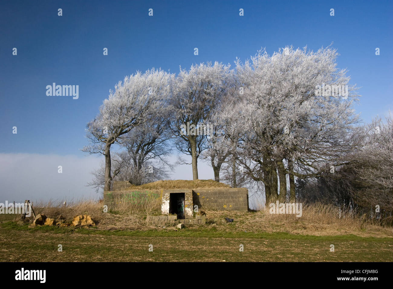 Frozen and windswept trees with concrete world war II bunker on top of Liddington Hill near Swindon Stock Photo