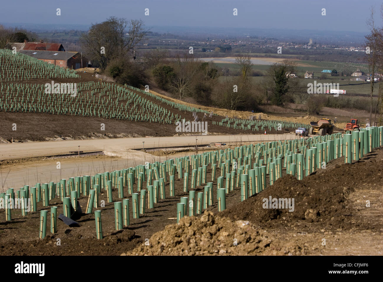 Newly planted trees and saplings planted as a noise barrier along the banks of the Blunsdon A419 under construction Stock Photo