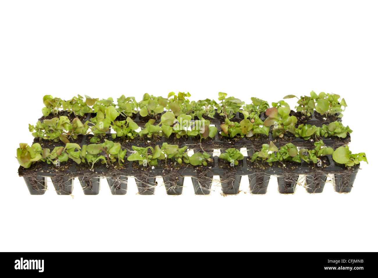 Strips of rooted plant seedlings isolated against white Stock Photo