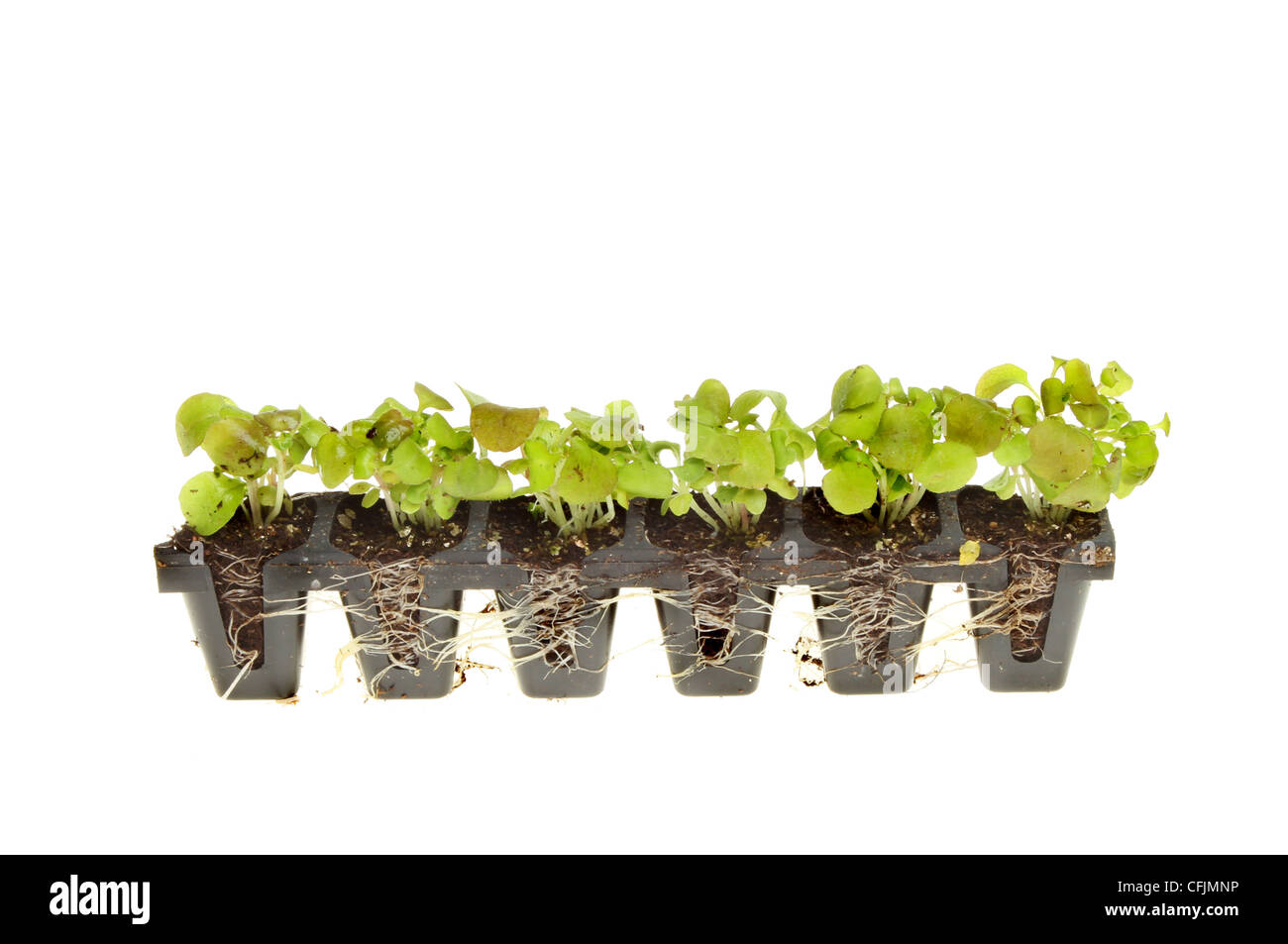 Strip of rooted seedling plug plants isolated against white Stock Photo