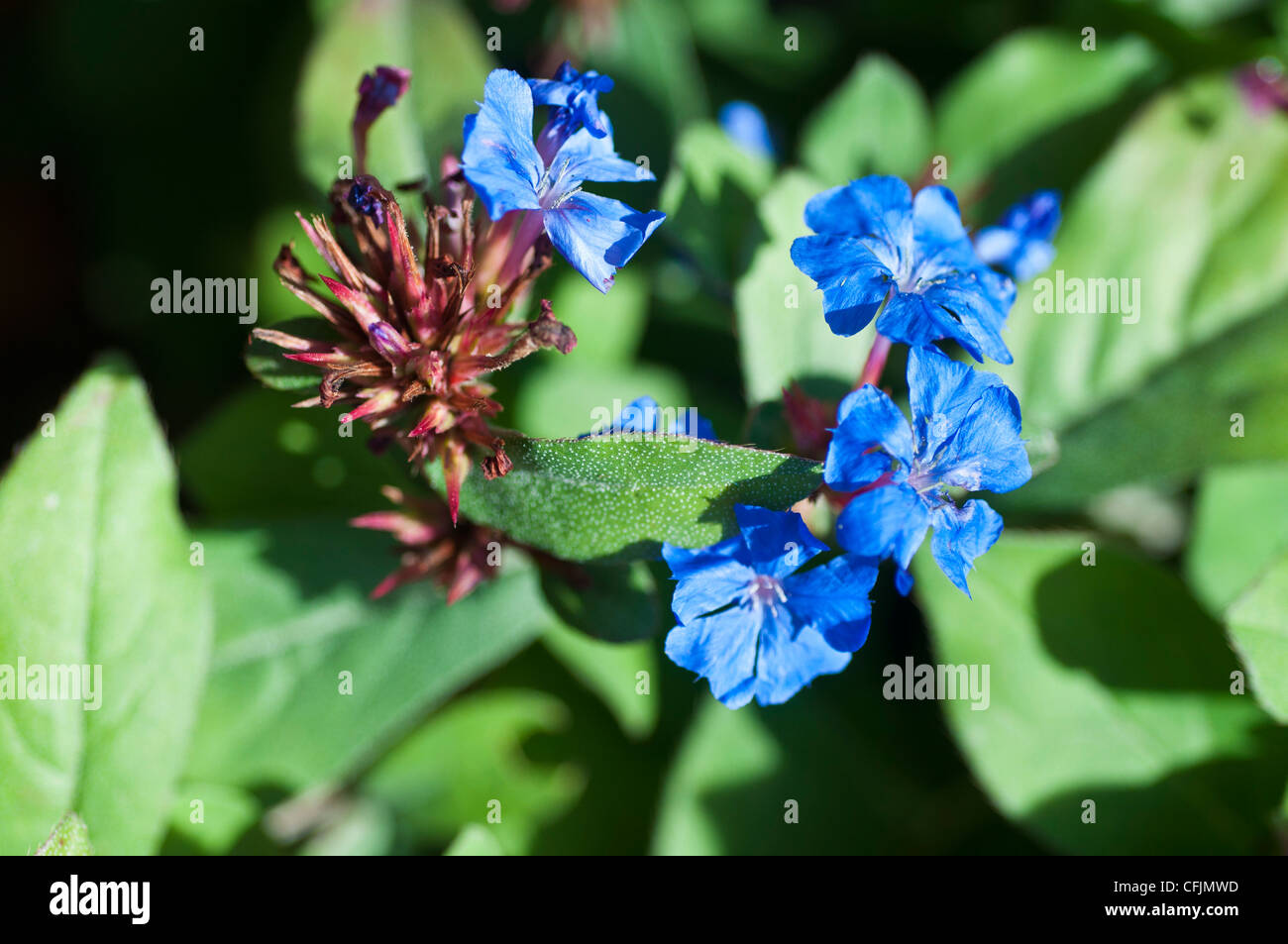Small blue flowers of Blue Flowered Leadwort, Ceratostigma Plumbagenoides, Plumbaginaceae, Western China Stock Photo