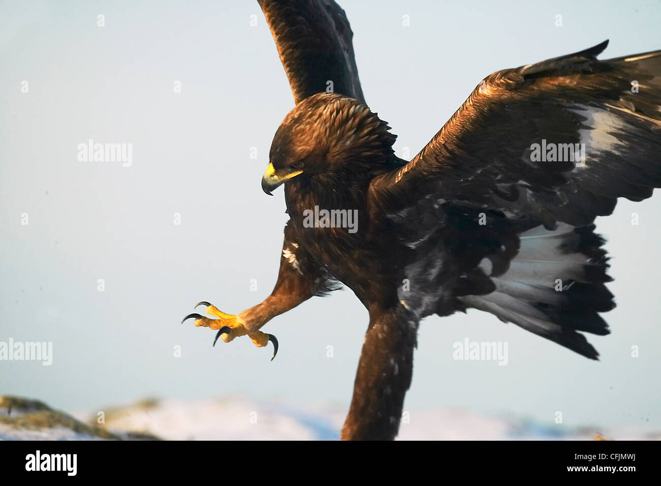 Golden eagle in winter, Trondelag, Norway Stock Photo