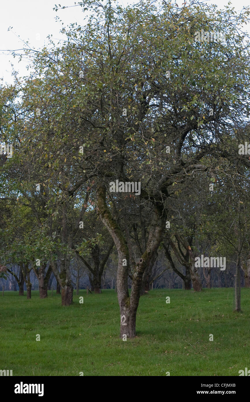 apple trees in winter Stock Photo Alamy