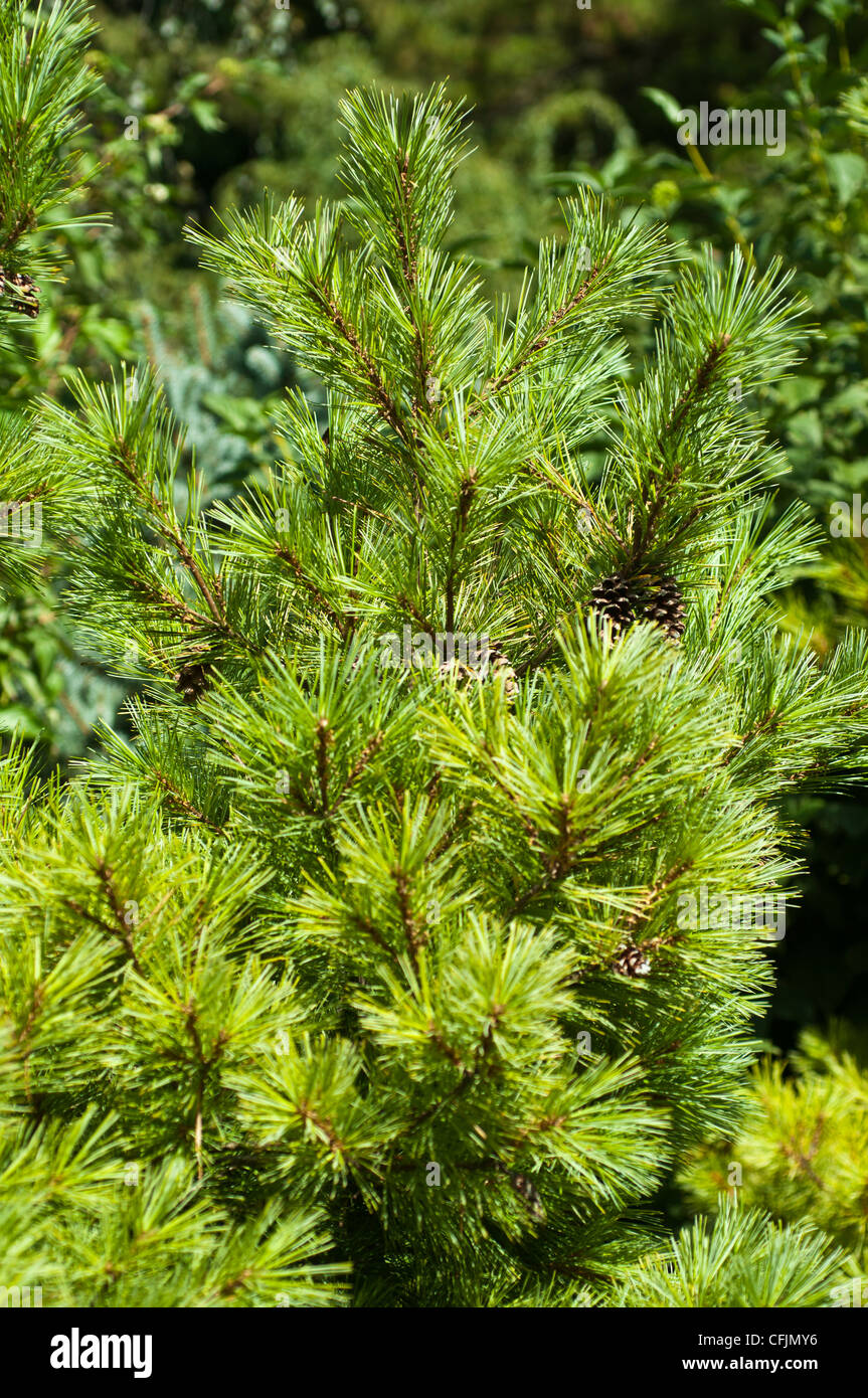 Green conifers close up of Pinus Strobus, Pinaceae, Eastern White Pine, North America Stock Photo