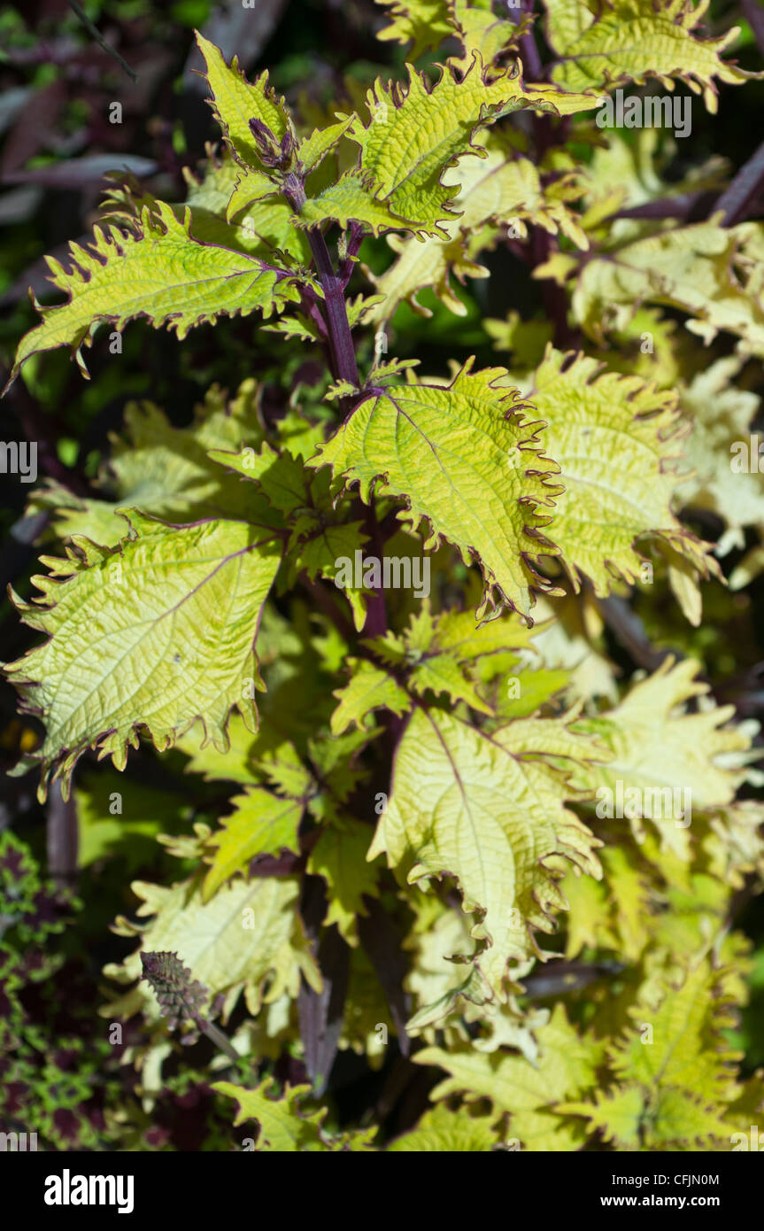 Featuring serrated edges hi-res stock photography and images - Alamy