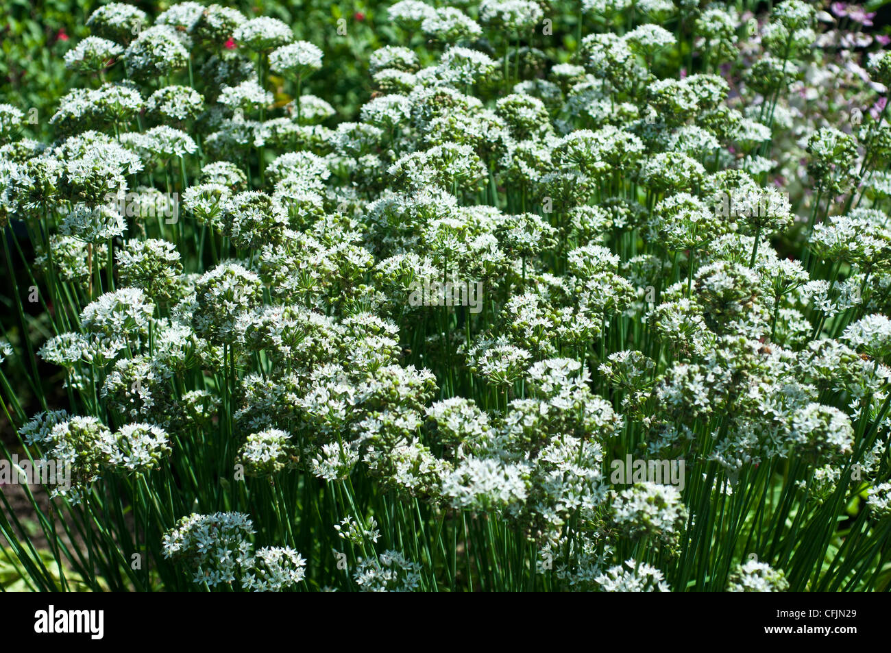 White flowers of Garlic Chives, Allium Tuberosum, Amaryllidaceae, green