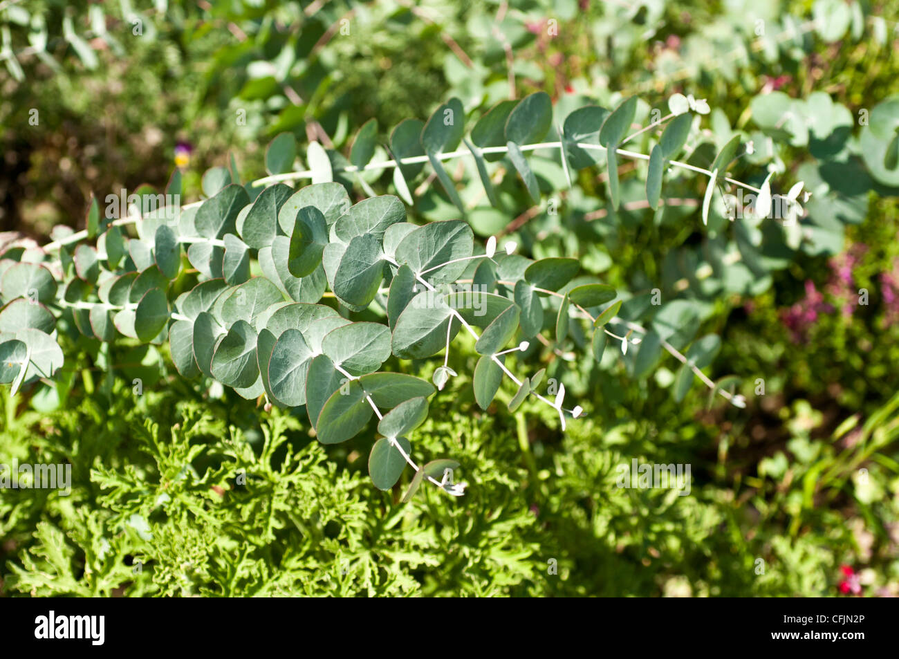 Eucalyptus Cinerea High Resolution Stock Photography and Images - Alamy