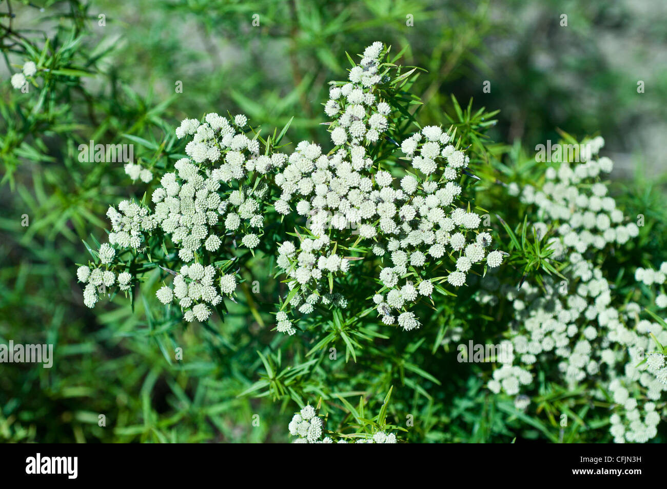 White flowers of slender-leaved Mountain Mint, Pycnanthemum tenuifolium ...