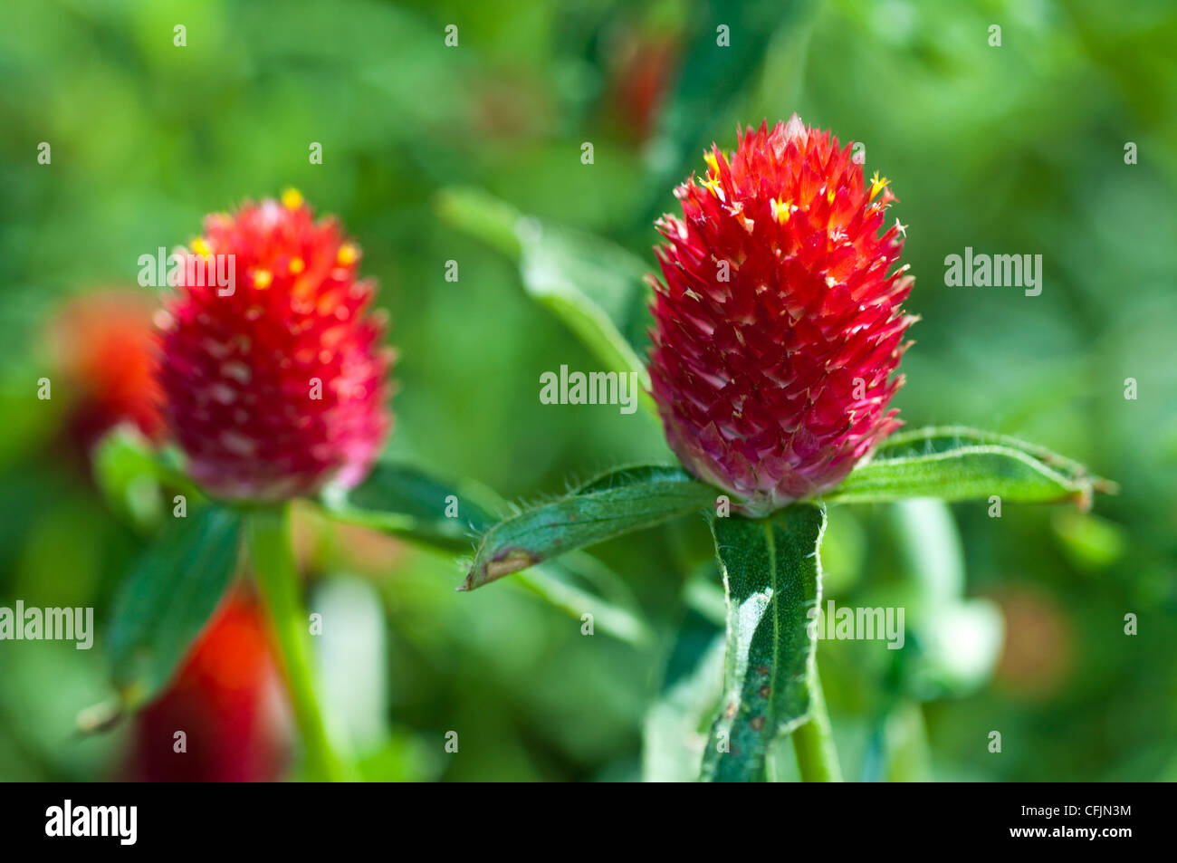 red Globe amaranth flower close up Amaranthaceae Gomphrena globosa Tropical America Stock Photo