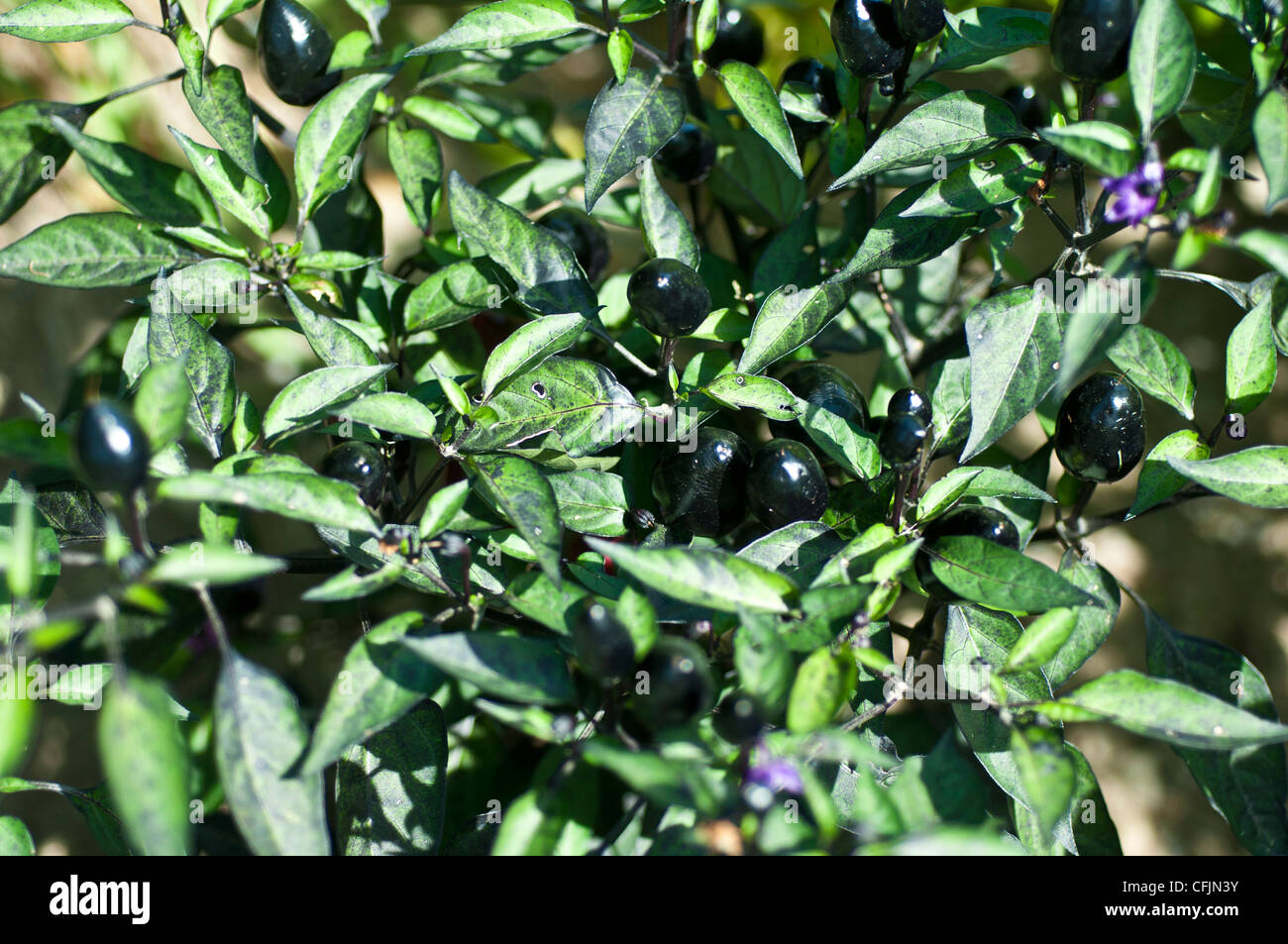 Dark purple Peruvian Purple Hot Pepper, Capsicum Frutescens, Solanaceae Stock Photo
