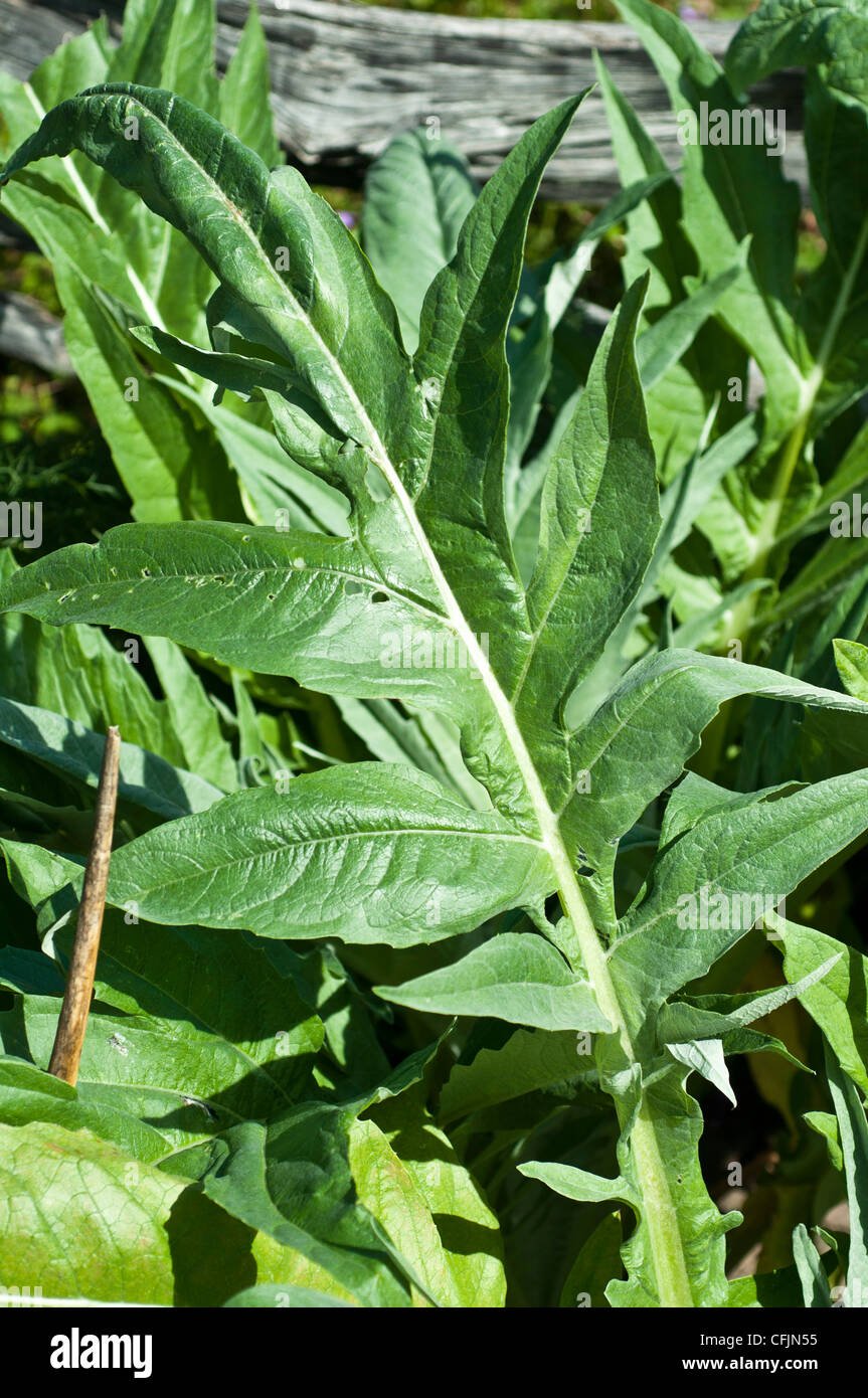Green leaf of Cardoon plant, Cynara Cardunculus, Asteraceae Stock Photo