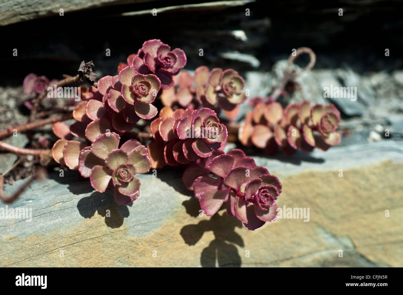 Purple leaves of Stonecrop, Sedum Platycodos, Crassulaceae, growing on ...