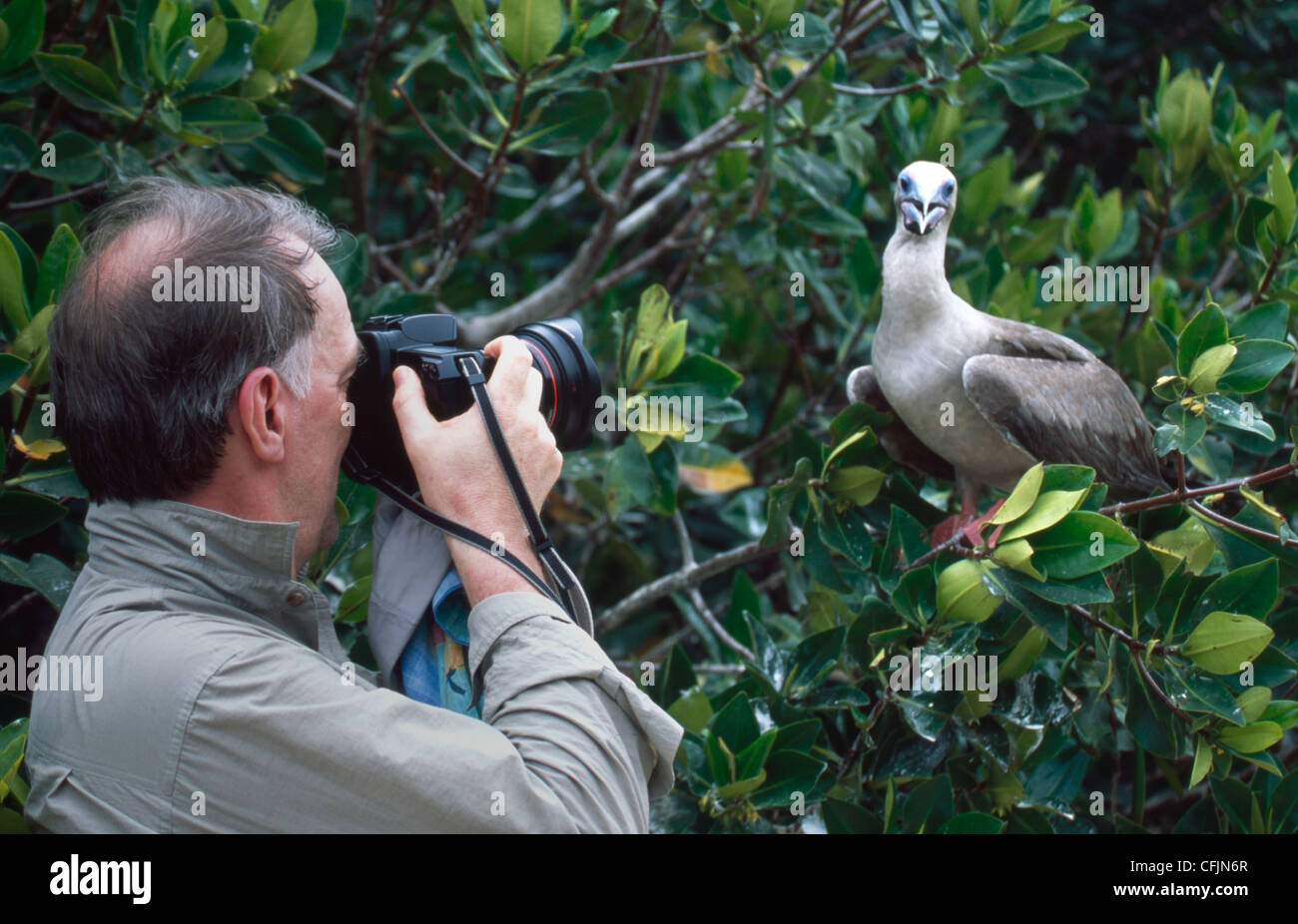 Red-footed booby Stock Photo