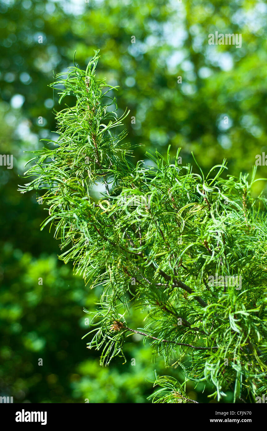 Green conifers of Eastern White Pine, Pinus Strobus Concorta Stock Photo