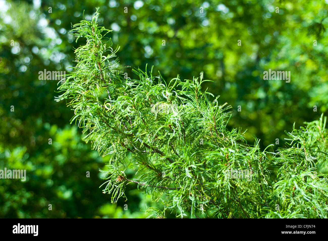 Green conifers of Eastern White Pine, Pinus Strobus Concorta Stock Photo