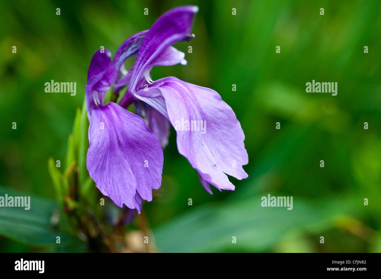 Perennial herbaceous plant of Roscoea capitata with blue purple violet flower close up,,Zingiberaceae, Nepal Stock Photo