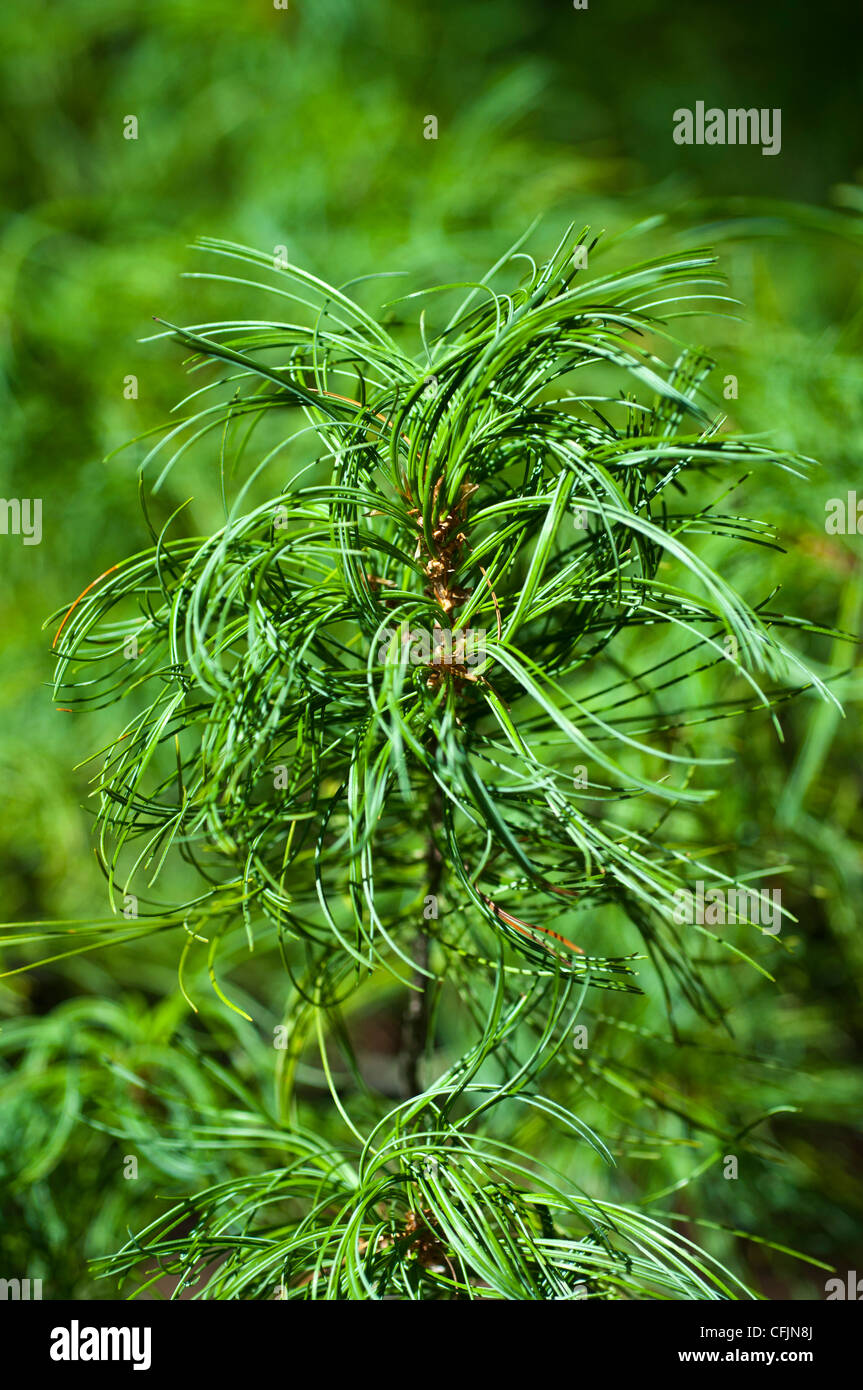 Green conifers of Eastern White Pine, Pinus Strobus Concorta Stock Photo