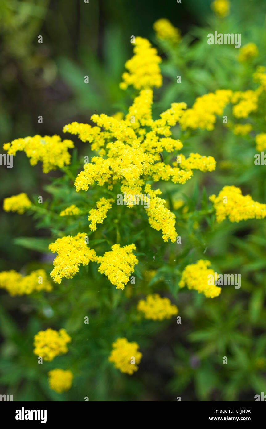 Yellow flowers of Little Lemon Goldenrod, Solidago v Dansolitlem, Asteraceae Stock Photo