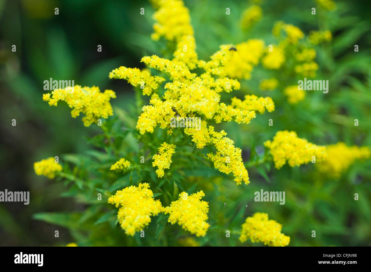 Yellow flowers of Little Lemon Goldenrod, Solidago v Dansolitlem