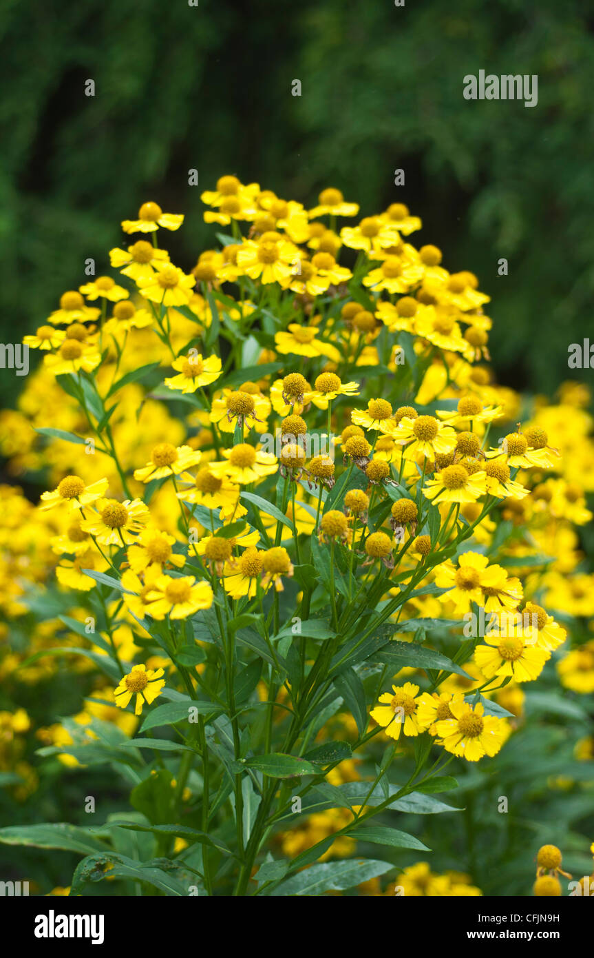 Many yellow flowers of Helenium x Kanaria,Canary Sneezeweed, Asteraceae Stock Photo