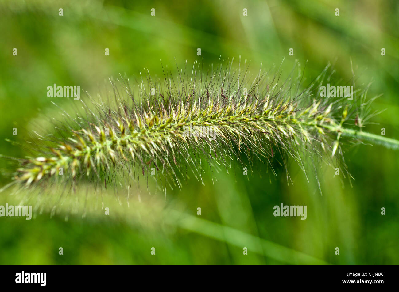 Pennisetum Alopecuroides var Autumn Magic, Chinese Fountain Grass, Poaceae, Chinese Pennisetum, Dwarf Fountain Grass, Foxtail fo Stock Photo