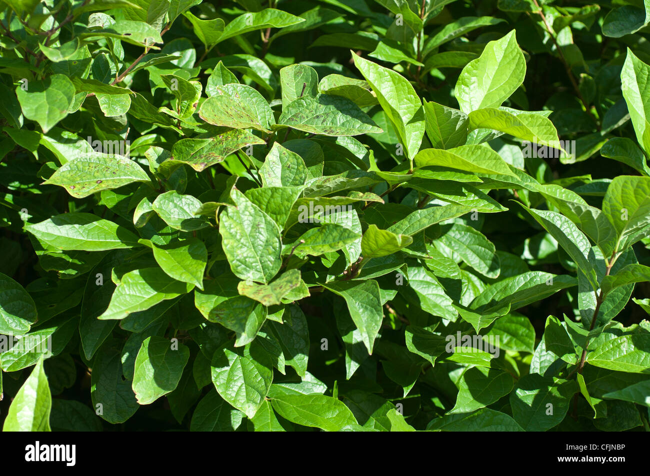Green leaves of Carolina allspice or Carolina sweetshrub , Calycanthus Floridus var Athens