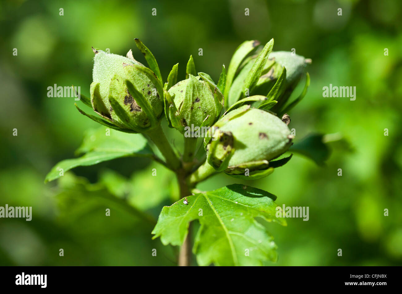 Close up of fruits, nuts of Hibiscus Syriacus shrub,  Rose of Sharon, Shrub Althea, Rose Althea, Malvaceae Stock Photo