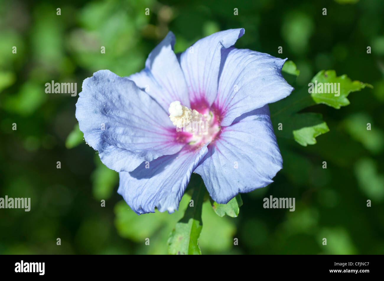 Pale blue white and violet flower of Hibiscus Syriacus shrub,  Rose of Sharon, Shrub Althea, Rose Althea, Malvaceae Stock Photo