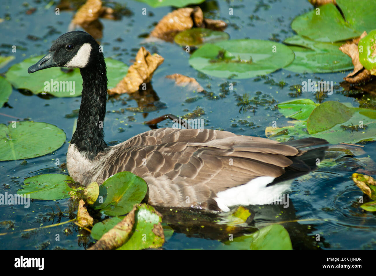 The Canada Gooses , Branta canadensis, in water pond Stock Photo Alamy