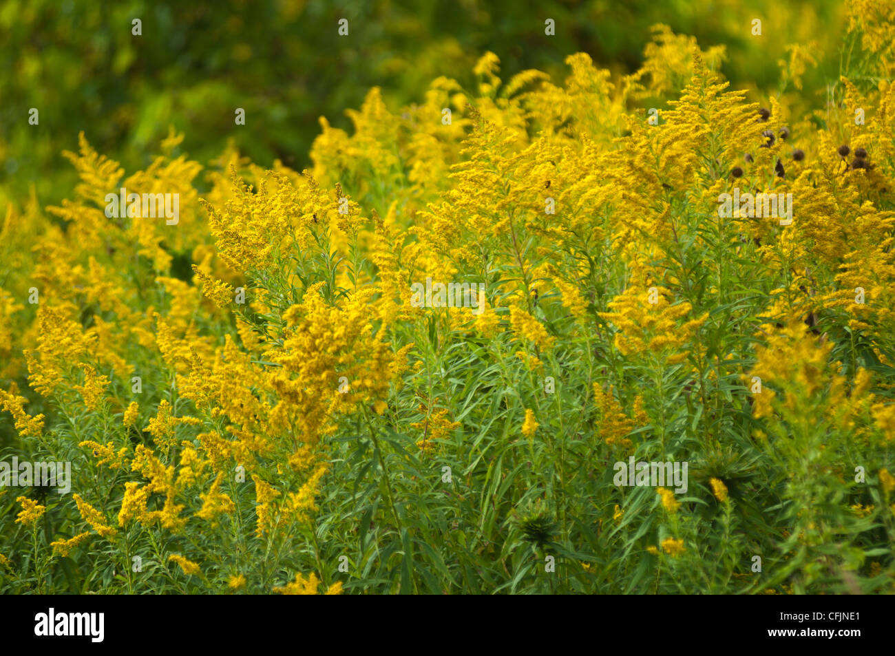 Many Yellow flowers of Solidago, Goldenrod Stock Photo