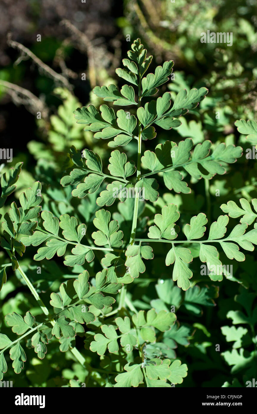 Toxic Gas plant or Fraxinella, Dictamnus albus, Rutaceae. Close-up of green pinnate foliage in a garden setting. Stock Photo
