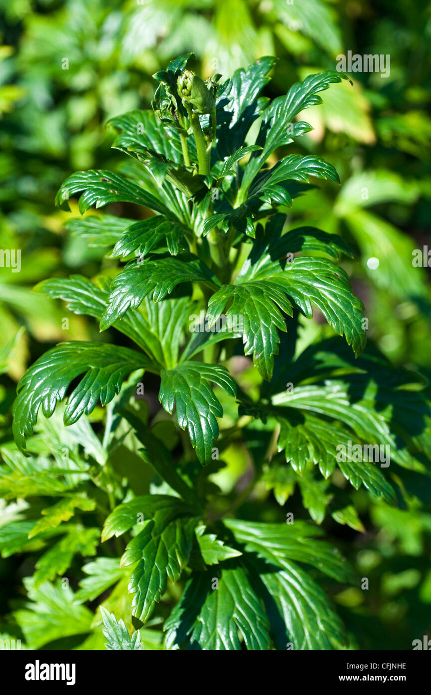 Toxic plant of Monkshood, Aconitum Napellus, Ranunculaceae Stock Photo