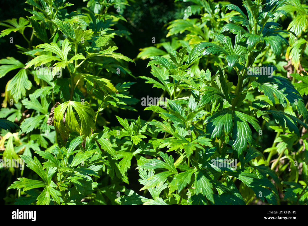 Toxic plant of Monkshood, Aconitum Napellus, Ranunculaceae Stock Photo