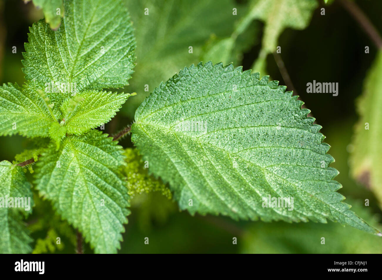 Toxic plant of Wood Nettle, Laportea canadensis, North America Stock Photo