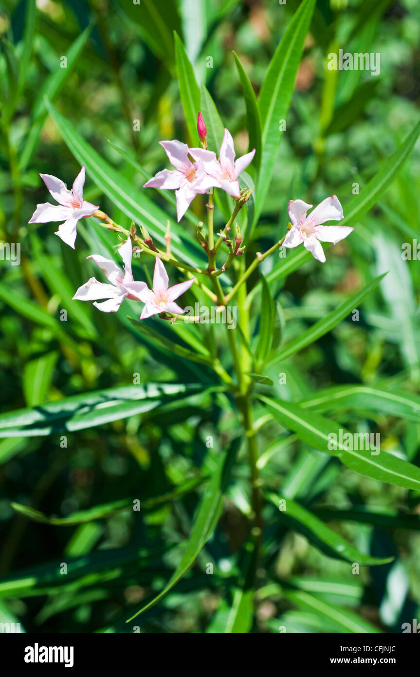 Flowers of Oleander, Nerium oleander, Apocynaceae Stock Photo
