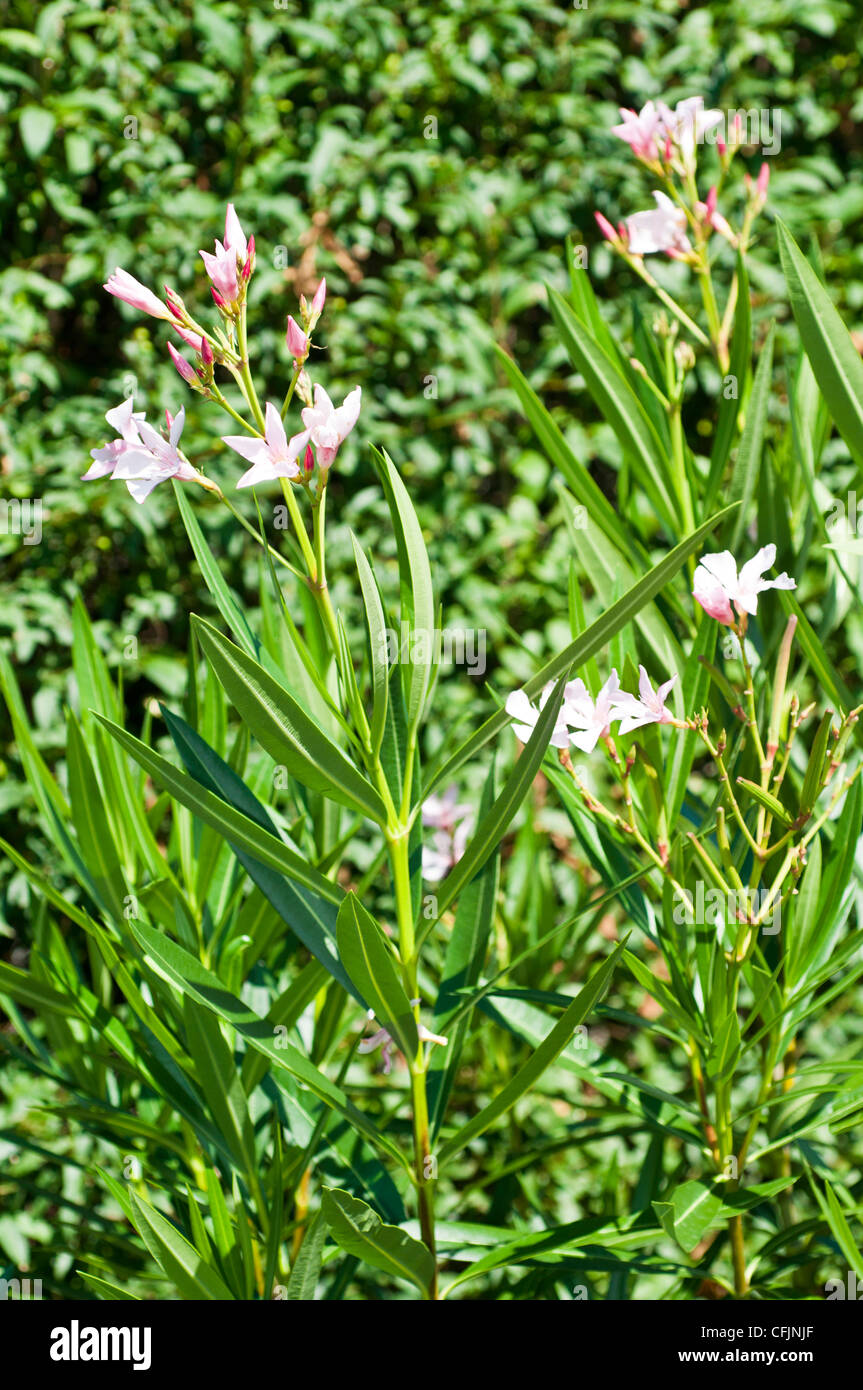 Flowers of Oleander, Nerium oleander, Apocynaceae Stock Photo