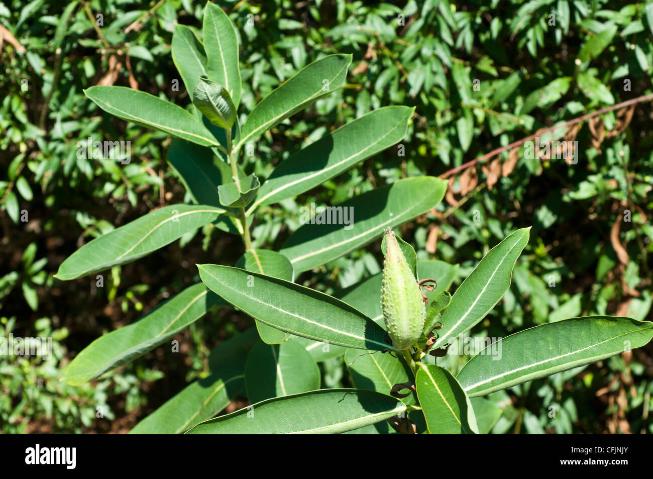 Toxic Milkweed plant, Asclepias spp, Asclepiadaceae Stock Photo
