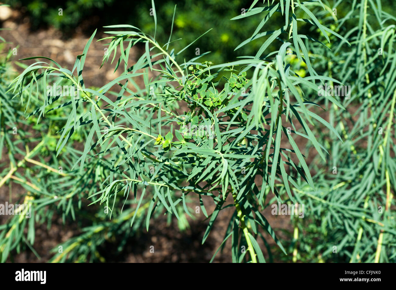 Leafy spurge plant, Euphorbia esula, Euphorbiaceae Stock Photo